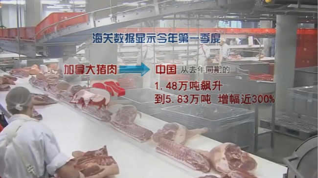 中国为什么对加拿大猪肉”Say No”？