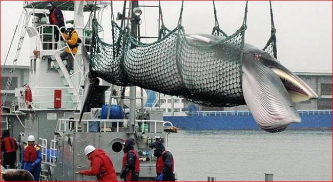 时隔31年 日本重启商业捕鲸