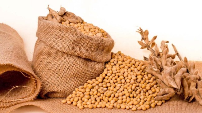路透社:中国仍在偷买美大豆