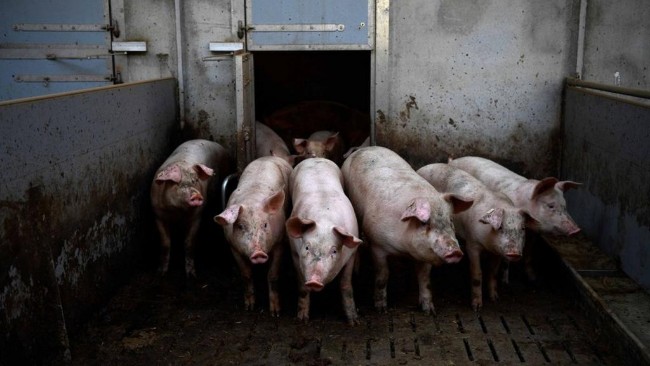 非洲猪瘟冲击中国稳定，北京宣传“猪肉不好”