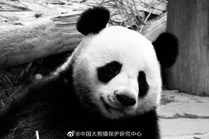 旅泰开展大熊猫保护研究项目的19岁雄性大熊猫“创创”。图片来自@中国大熊猫保护研究中心