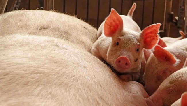 倒打一耙 中国禁止进口韩国猪及相关产品