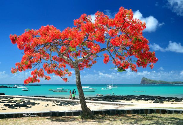 毛里求斯是个火山岛 此时凤凰花盛开