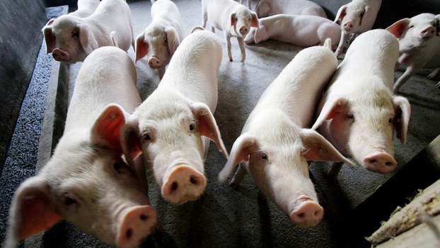 中国非洲猪瘟疫情再次爆发 官方不通报