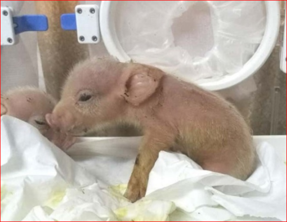 猴+猪 中国培育出第1只混种动物掀道德争议