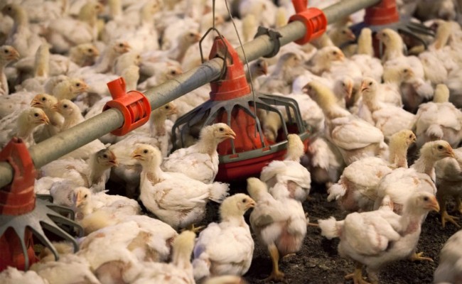 中国撑不住了！宣布进口美国所有禽类产品