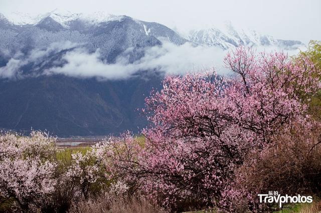 春天来了西藏林芝的桃花已悄悄盛开 绵延百里