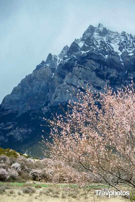 春天来了西藏林芝的桃花已悄悄盛开 绵延百里