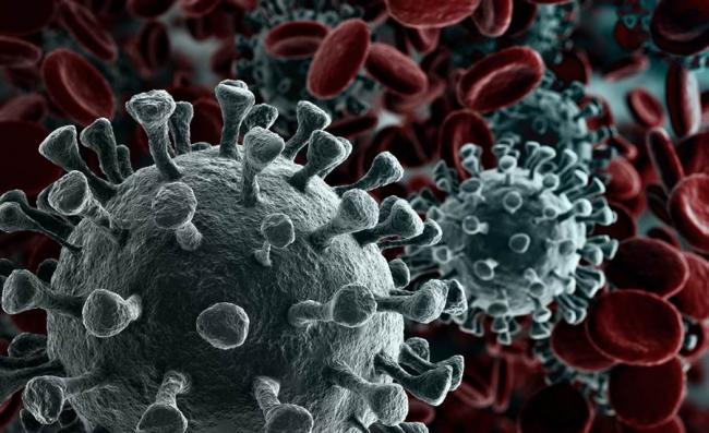 新冠病毒劫持人体免疫系统 与其它病毒大不同