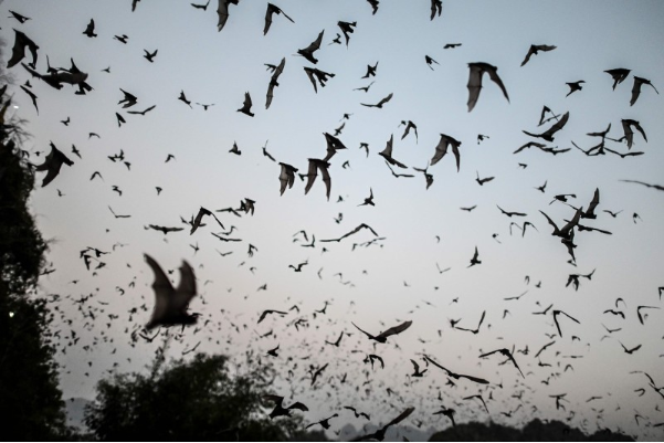 大量蝙蝠暴毙引发恐慌 竟是因”脑袋被煮熟“