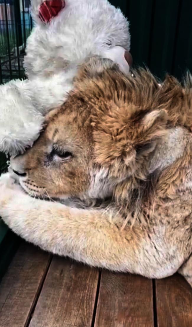 幼狮被打断腿供游客合影 普京震惊下令彻查