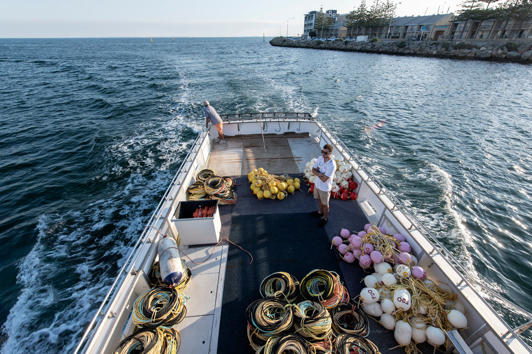 澳大利亚的龙虾业者几乎完全依赖中国：到今年年初，他们捕获的龙虾中有95％运到了中国。