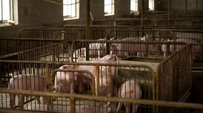 调查：中国6月份进口美国猪肉量飙升135%