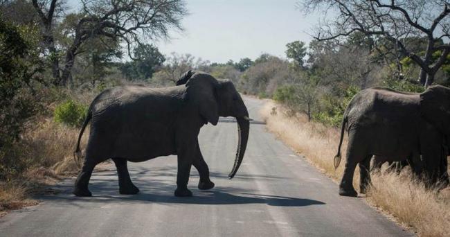 非洲350头大象集体离奇身亡 调查结果显示…