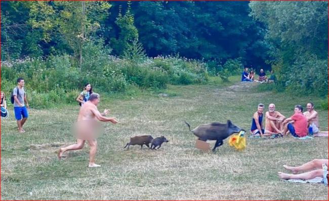 众人哄笑围观"裸男追母猪"