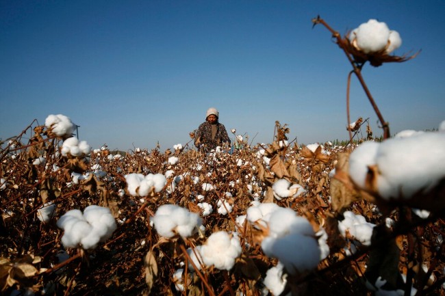 美国考虑对新疆棉制品实施禁令