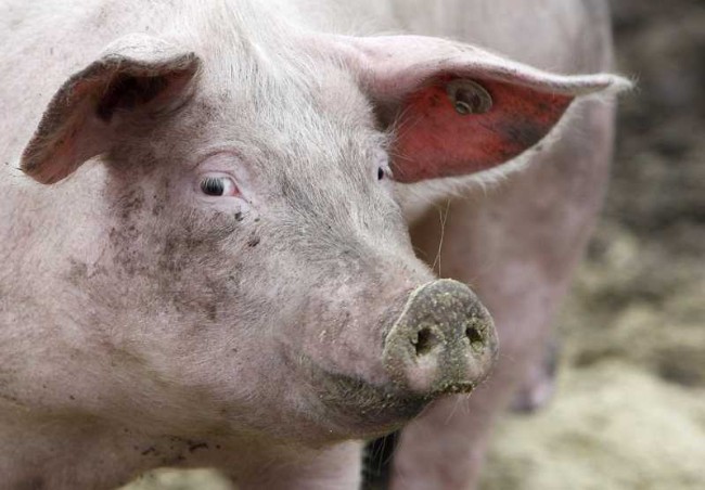 北京禁进口德国猪肉 全球肉价料将上涨