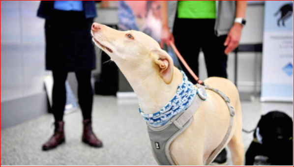 芬兰机场“嗅探犬”秒测新冠病毒 准确率近100％