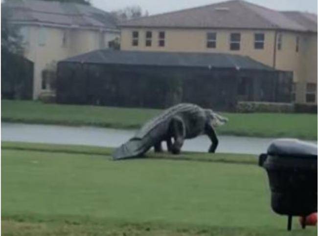 佛州高尔夫球场惊现巨鳄 如置身侏罗纪公园