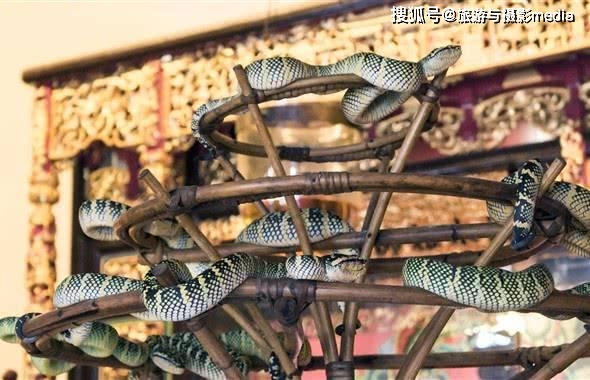 马来西亚特色寺庙 生活着数以万计的蛇