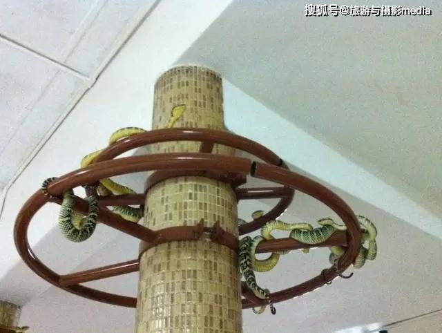 马来西亚特色寺庙 生活着数以万计的蛇