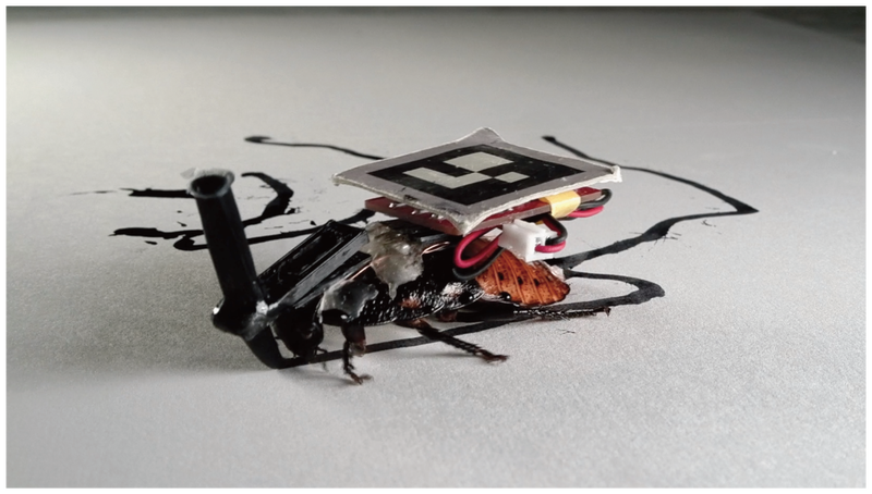 目前「數位自然小組」的研究人員已成功控制單一蟑螂，並設計一種基於「工蟻原理」的程式，讓生化蟑螂可以像「工蟻」一般合作進行工作，並在有蟑螂失控的時候自動接替補上工作崗位。（圖擷取自「數位自然小組」官網）
