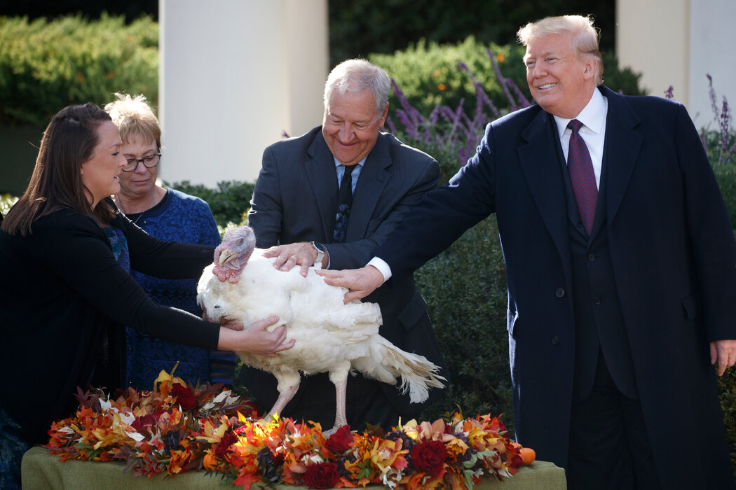 2018年，特朗普在白宫一年一度的仪式上放生了一只名叫豌豆的火鸡。