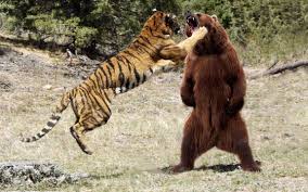 直击：熊与老虎上演大对决，过程惊人 峰回路转