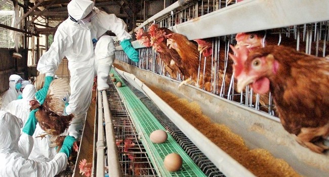 日本发现新的禽流感病源