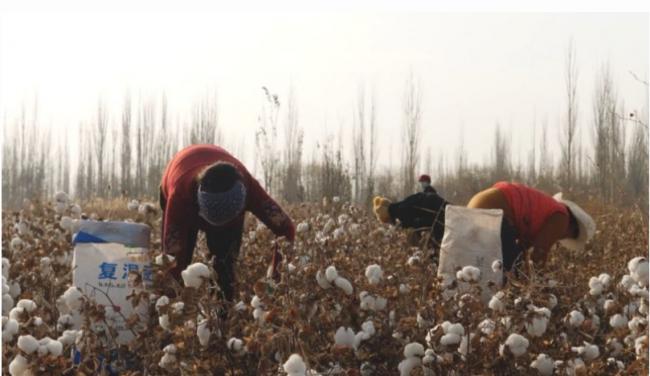 新疆采棉工：新证据揭露时尚产业背后的强迫劳动