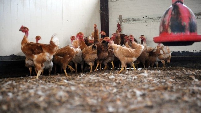 中国海关：1月5日起禁止输入法国禽类