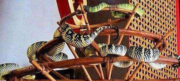 全球唯一的“蛇庙” 寺内到处都是青蛇