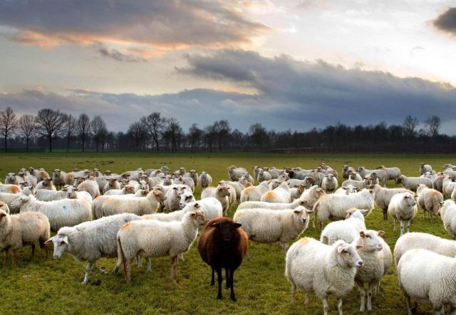 世界公认最宜居国家 绵羊比人多
