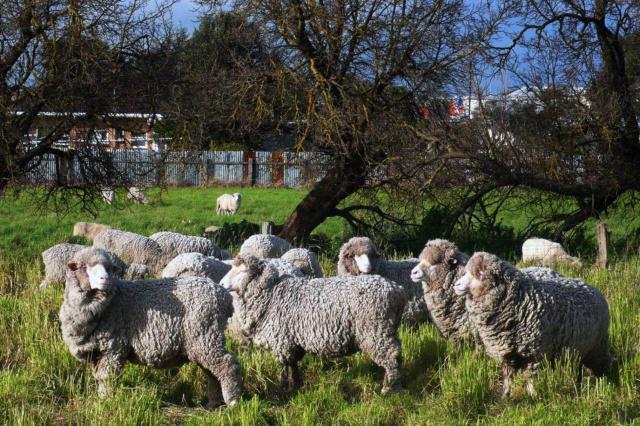 世界公认最宜居国家 绵羊比人多