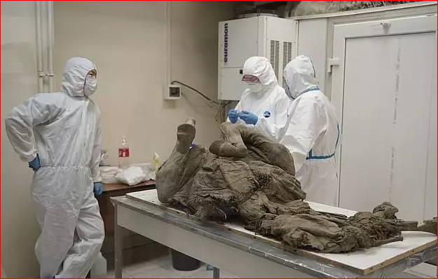 俄永冻土挖出万年前动物 科学家采集"史前病毒"