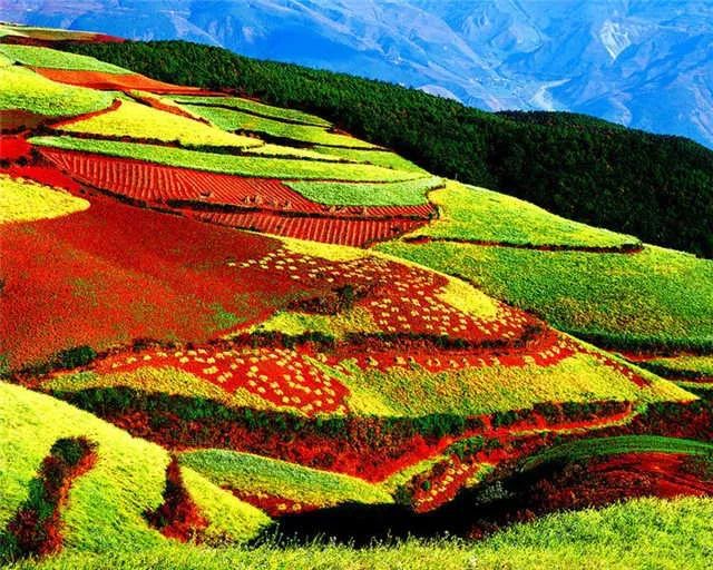 中国最大油菜花田＋最壮观的梯田景观