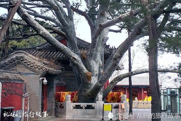 北京这座寺庙 有全国最大佛教戒坛 “千年怪柏”
