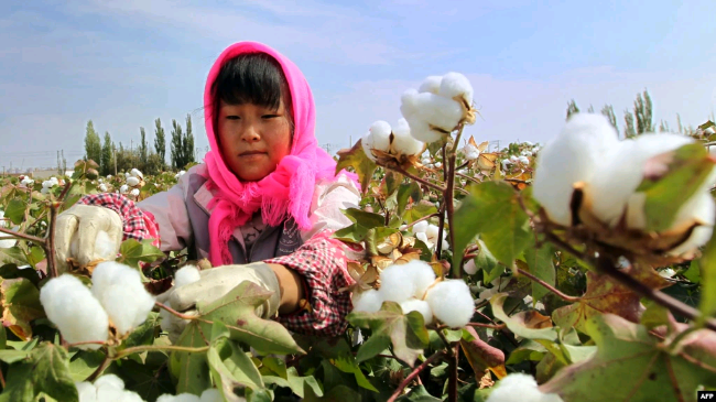 新疆棉花遮蔽与凸显中国人权问题