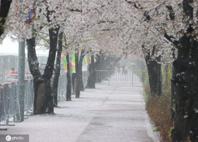 韩国春雨过后“落樱缤纷” 唯美宛如童话世界