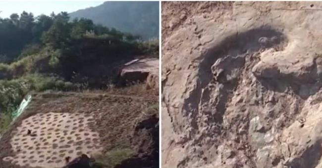 距今有8000万年之久 中国发现“恐龙舞池”