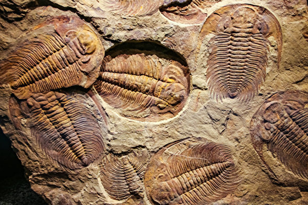 新研究：5.4亿年前的灭绝生物用腿呼吸