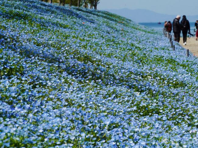 日本大坂公园100万株粉蝶花绽放 一片蓝色海洋