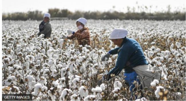棉花之后 西方将打击新疆另一大产业