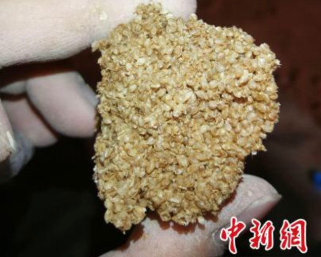 陕西墓葬发现罕见完整米仓 还有满满一仓小米