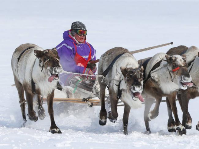 俄罗斯最北部冰天雪地 驯鹿饲养日热闹非凡