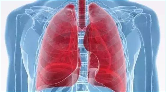 颠覆发现  肺竟然是个造血器官