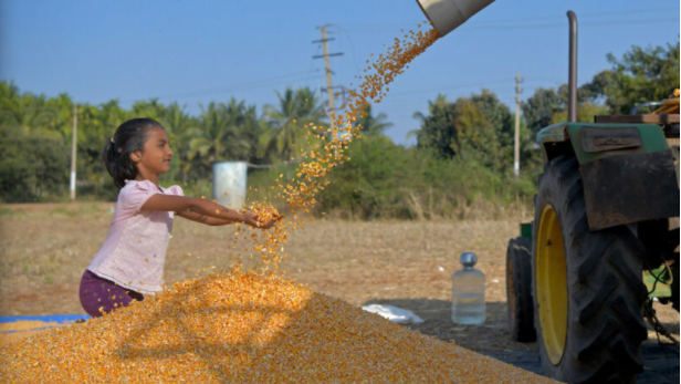全球粮食紧张 美第4季玉米已被中国提前购买