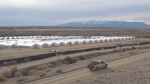 A cannabis farm against the backdrop of snow-capped mountains in Shiprock, New Mexico