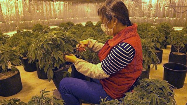 A Chinese worker trims a marijuana plant at Andy's cannabis farm in Oklahoma