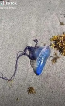 男子沙滩舔神秘蓝色水母 网民认出品种惊惧
